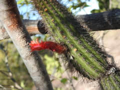 Cleistocactus samaipatanus