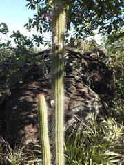Cleistocactus samaipatanus