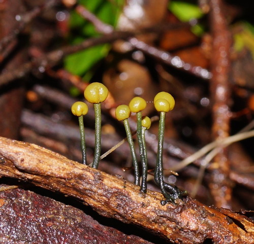 Chlorovibrissea bicolor image