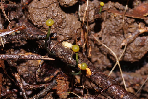 Chlorovibrissea image