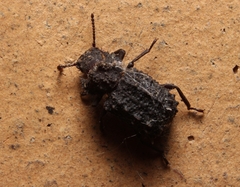 Bolitotherus cornutus
