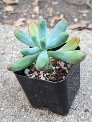 × Graptosedum