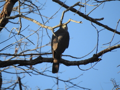 Accipiter bicolor