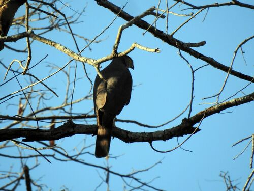 Bicolored Hawk (Astur bicolor), photo 10