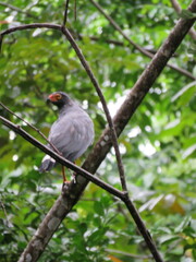 Buteogallus schistaceus