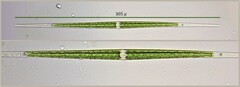 Closterium idiosporum