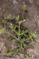 Allophyllum integrifolium