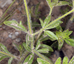 Allophyllum integrifolium