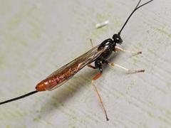 Dolichomitus irritator