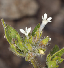 Allophyllum integrifolium