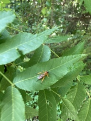 Theronia