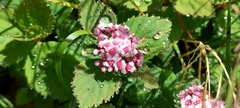 Spiraea morrisonicola