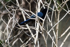 Cyanocorax yucatanicus