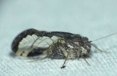 Ptiloneuridae