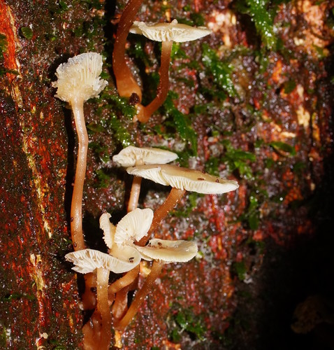 Collybia eucalyptorum image