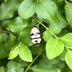 Eucorysses grandis
