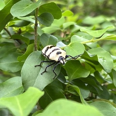 Eucorysses grandis