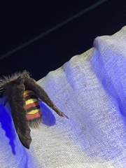 Paradirphia winifredae