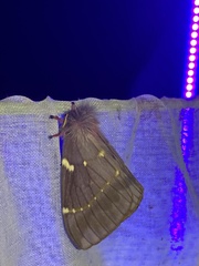 Paradirphia winifredae