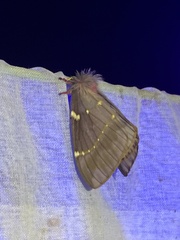 Paradirphia winifredae