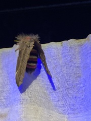 Paradirphia winifredae