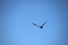 Microcarbo melanoleucos