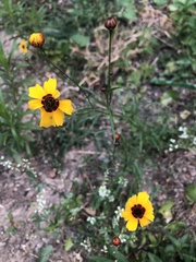 Coreopsis tinctoria
