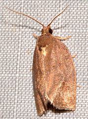 Argyrotaenia juglandana