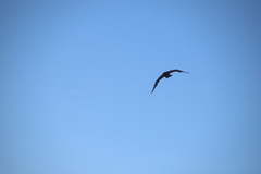 Microcarbo melanoleucos