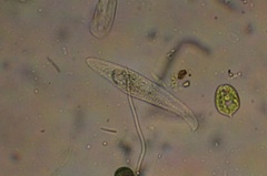 Phacus acuminatus