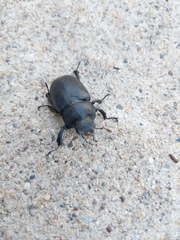 Lucanus placidus