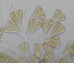 Licmophora