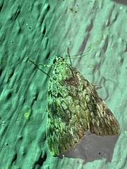 Catocala lineella