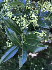 Euonymus spraguei