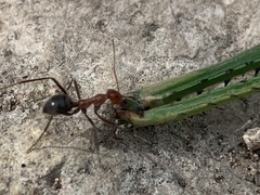 Myrmecocystus melliger