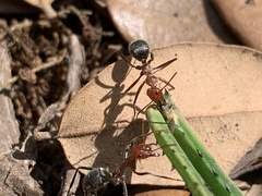 Myrmecocystus melliger