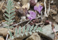 Astragalus inyoensis