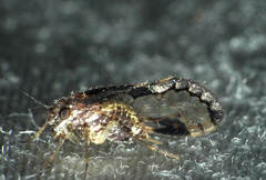 Ptiloneuridae