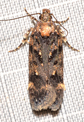 Chionodes obscurusella