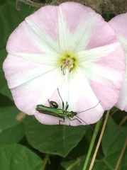 Oedemera nobilis