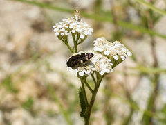 Acmaeodera prorsa