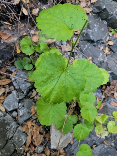 Roundleaf brookfoam (Boykinia rotundifolia)