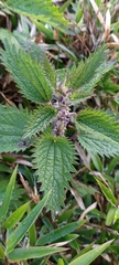 Urtica taiwaniana