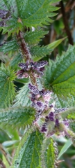Urtica taiwaniana