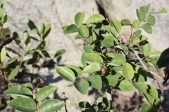 Breynia fruticosa