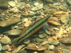 Percina aurantiaca