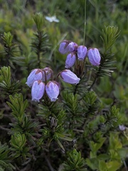 Phyllodoce caerulea