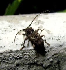 Aegomorphus quadrigibbus