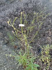 Malacothrix saxatilis saxatilis