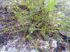 Acacia baueri baueri